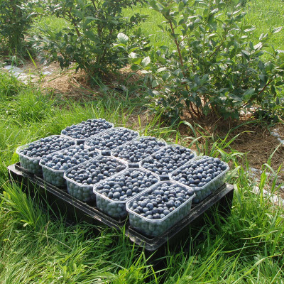 SIA Blueberry land - saimniecību bildes