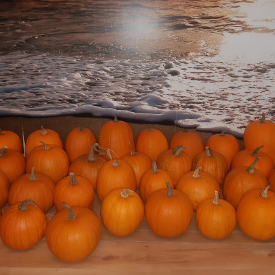 Sabiedrība ar ierobežotu atbildību SAULGRIEŽI AE - saimniecību bildes