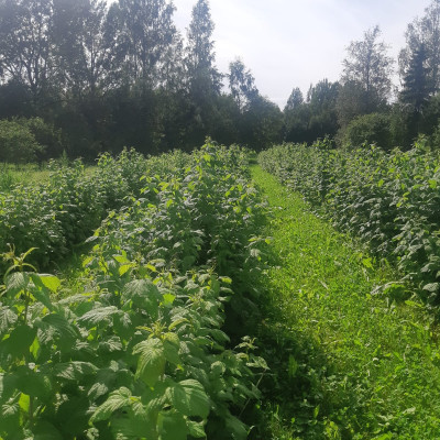 Sabiedrība ar ierobežotu atbildību SAULGRIEŽI AE - saimniecību bildes