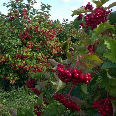 Sabiedrība ar ierobežotu atbildību BESTBERRY - saimniecību bildes