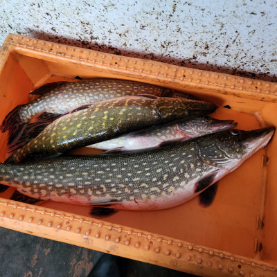 IK GUNTARS BALAŠKO - saimniecību bildes