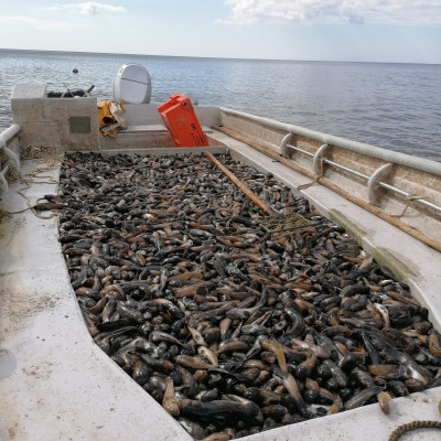 Limbažu rajona Salacgrīvas pilsētas lauku teritorijas Rolanda Ķirša zvejnieka - saimniecību bildes