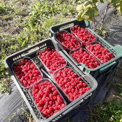 SIA Dankumu Dārzi - saimniecību bildes