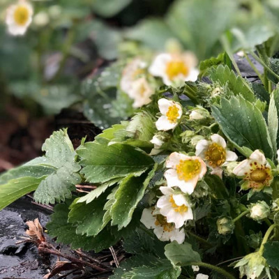 SIA Dankumu Dārzi - saimniecību bildes