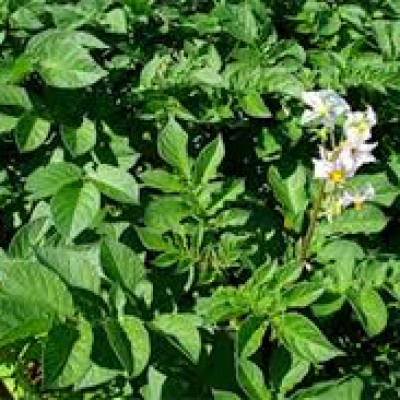 Sabiedrība ar ierobežotu atbildību Akmeņkalni - saimniecību bildes