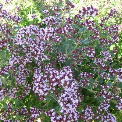 Inese Dambe - saimniecību bildes