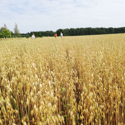 Sabiedrība ar ierobežotu atbildību Aloja Agro - saimniecību bildes