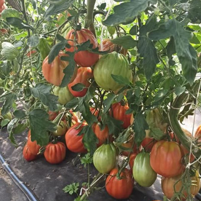 ŪDRANDES DĀRZI, SIA - saimniecību bildes