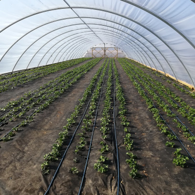 ŪDRANDES DĀRZI, SIA - saimniecību bildes