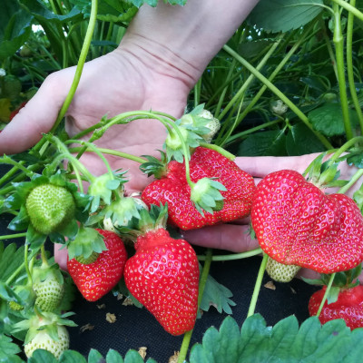 ŪDRANDES DĀRZI, SIA - saimniecību bildes