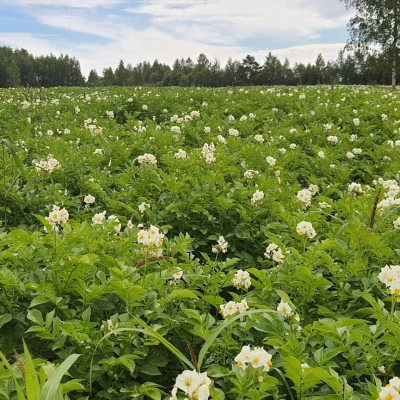 Sabiedrība ar ierobežotu atbildību Sēļu zeme - saimniecību bildes