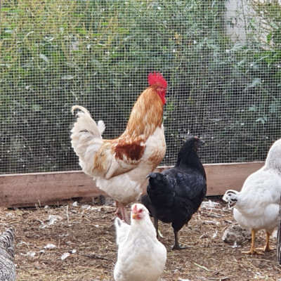 Sabiedrība ar ierobežotu atbildību Sēļu zeme - saimniecību bildes