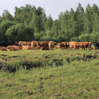 Sabiedrība ar ierobežotu atbildību Sēļu zeme - saimniecību bildes