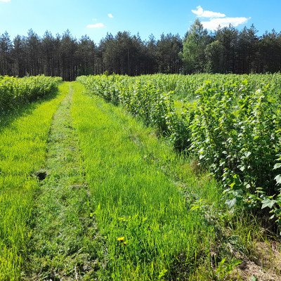 Iveta Krieva - Saimnieciskās darbības veicējs - saimniecību bildes