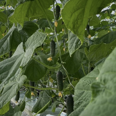 Sabiedrība ar ierobežotu atbildību Ar B Agro - saimniecību bildes