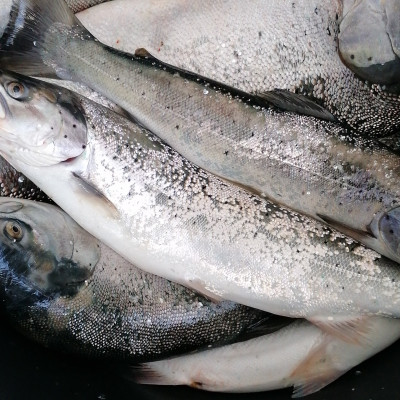 IK Pārnesums - saimniecību bildes