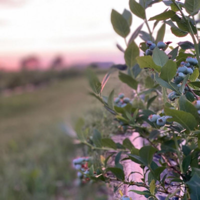 SILVERMOON, Sabiedrība ar ierobežotu atbildību - saimniecību bildes