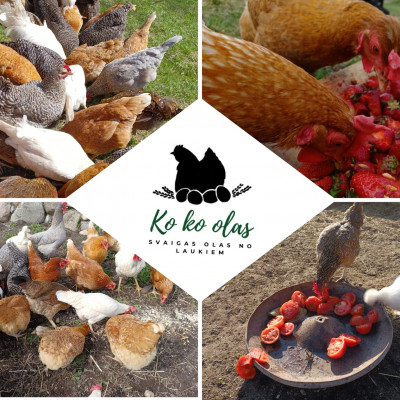 Ko ko olas - saimniecību bildes