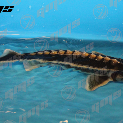 Sabiedrība ar ierobežotu atbildību GMS - saimniecību bildes