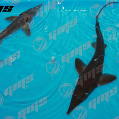 Sabiedrība ar ierobežotu atbildību GMS - saimniecību bildes