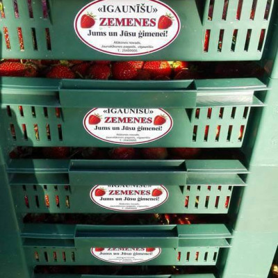 Sintija Ilsjāne - saimniecību bildes