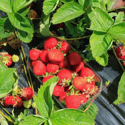 Virešu pagasta V.Vilemsona zemnieku saimniecība ZEMESZIEDIŅI - saimniecību bildes