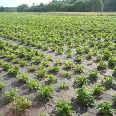 ZILUPES NOVADA PASIENES PAGASTA ZEMNIEKA SAIMNIECĪBA PURVMAĻI - saimniecību bildes