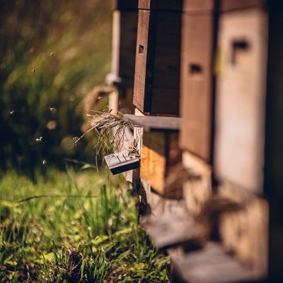 Mētrienas pagasta zemnieku saimniecība PRIEŽUKALNS - saimniecību bildes