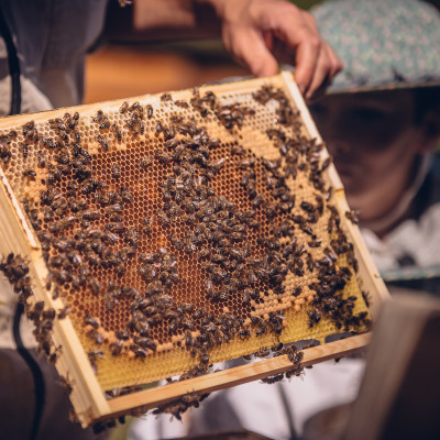 Mētrienas pagasta zemnieku saimniecība PRIEŽUKALNS - saimniecību bildes