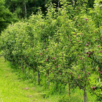 Nadežda Volkova - saimniecību bildes