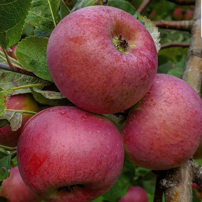 Nadežda Volkova - saimniecību bildes