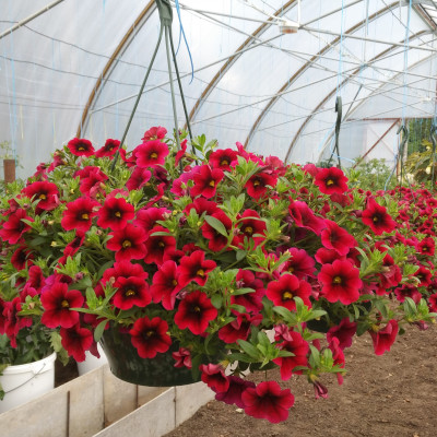 Zemnieku saimniecība Pociema Bitītes - saimniecību bildes