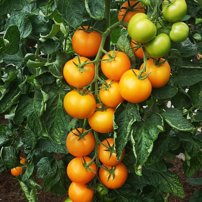 Zemnieku saimniecība Pociema Bitītes - saimniecību bildes