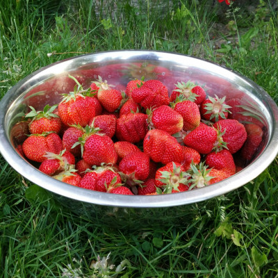 Zemnieku saimniecība Pociema Bitītes - saimniecību bildes