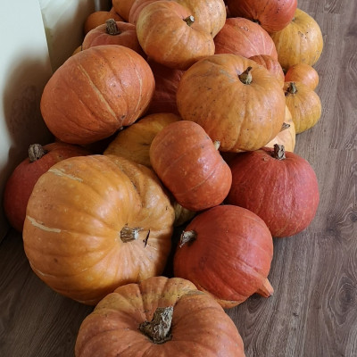 Zemnieku saimniecība Pociema Bitītes - saimniecību bildes