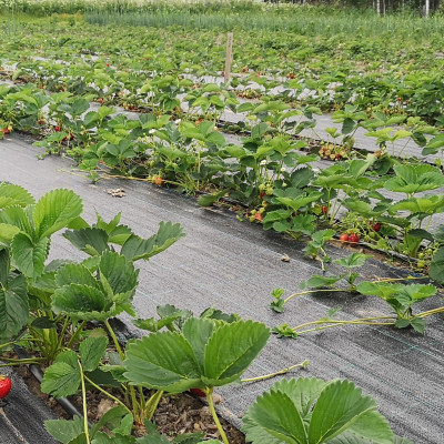Zemnieku saimniecība Pociema Bitītes - saimniecību bildes