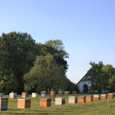 Turlavas pagasta zemnieku saimniecība BAĻĻAS - saimniecību bildes