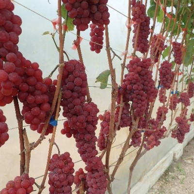 Inesis Grūbe - saimniecību bildes