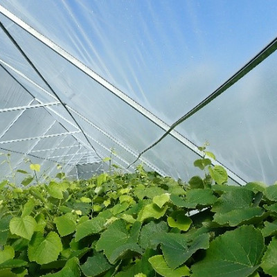 Inesis Grūbe - saimniecību bildes