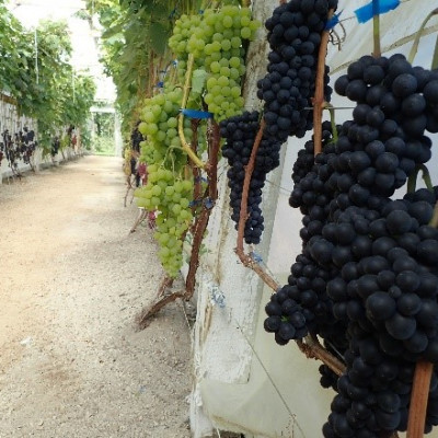 Inesis Grūbe - saimniecību bildes