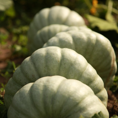 I.Alksnes zemnieku saimniecība KLIBLAPSAS - saimniecību bildes