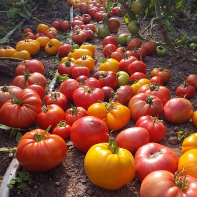 Sabiedrība ar ierobežotu atbildību Irbes bode - saimniecību bildes