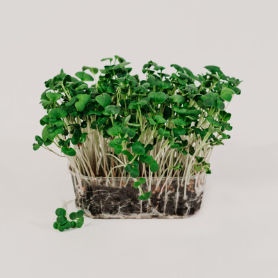 Dace Damberga - saimniecību bildes