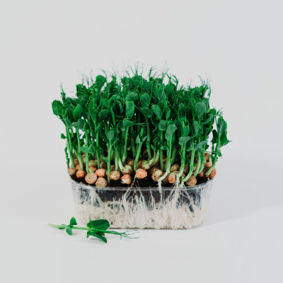 Dace Damberga - saimniecību bildes