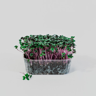 Dace Damberga - saimniecību bildes