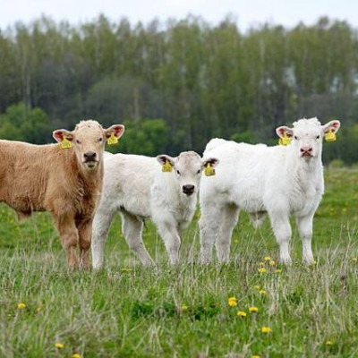 Skrundas pagasta zemnieku saimniecība VALTI - saimniecību bildes