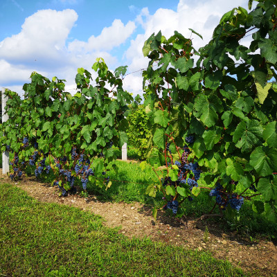 DRUBAZAS, Abavas pagasta zemnieku saimniecība - saimniecību bildes