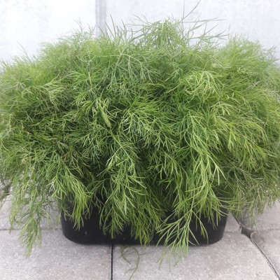 Vārves pagasta zemnieku saimniecība Zemgaļi - saimniecību bildes