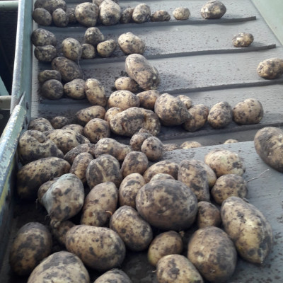 Vārves pagasta zemnieku saimniecība Zemgaļi - saimniecību bildes