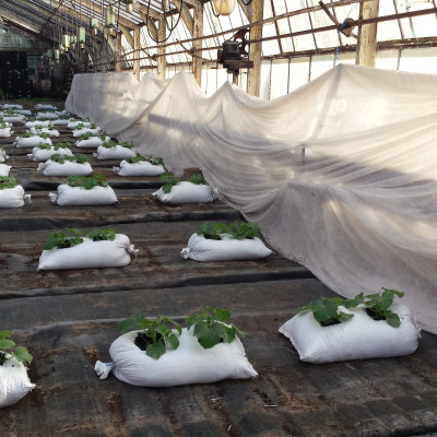 Cesvaines pilsētas ar lauku teritoriju Krieviņa zemnieku saimniecība Sviķi - saimniecību bildes